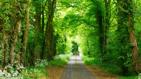Wallpaper Forest, Green, Mobile, Road, Between, Nature, Path, Trees, Desktop
