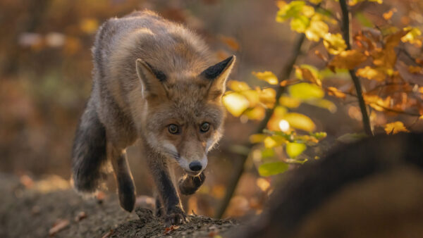 Wallpaper Animals, Brown, Desktop, Fox, With, Wild, Eyes