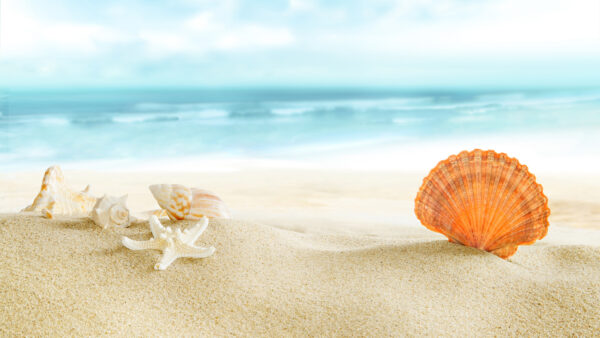 Wallpaper Snail, Fish, Shells, Molluscs, Sand, Background, Desktop, Ocean, Sea, Star, Mobile, Beach, Blur