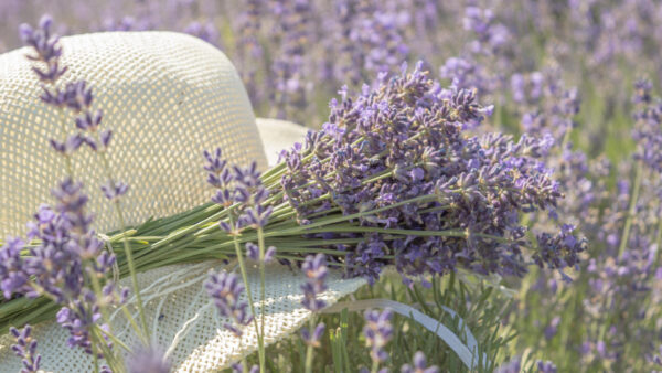 Wallpaper Desktop, Flowers, Bouquet, Lavender