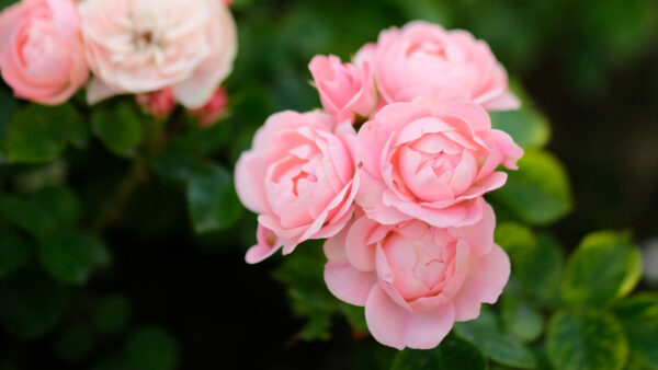 Wallpaper Bunch, Roses, Leaves, Desktop, Mobile, Green, Pink, Flowers