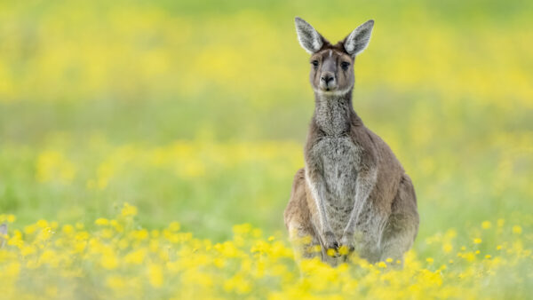 Wallpaper Blur, Standing, Mobile, Background, Desktop, Green, Yellow, Kangaroo