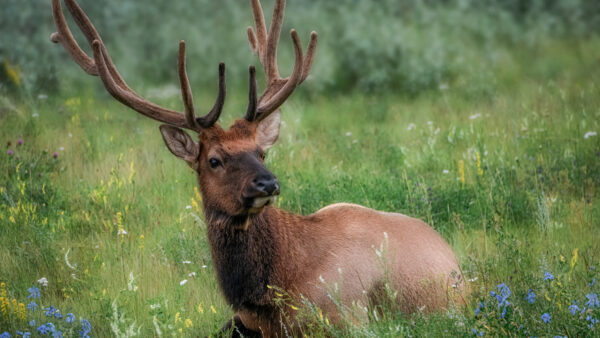 Wallpaper Deer, Grass, Horn, Green, Sitting, With