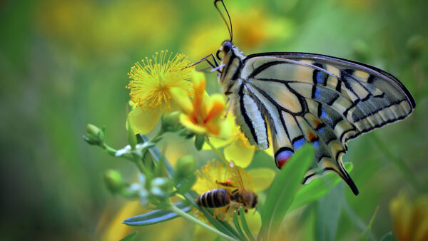 Wallpaper Background, Blur, Yellow, Green, Beautiful, Flower, Colorful, Butterfly