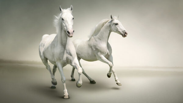 Wallpaper Background, White, Horse, Desktop, Gray, With, Horses