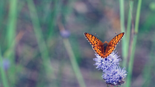 Wallpaper Brown, Mobile, Lines, Purple, Flowers, Background, Black, Butterfly, Blur, Desktop, Dots