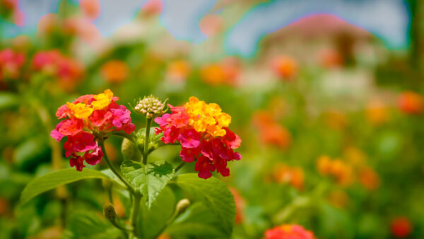 Wallpaper Background, Flower, Blur, Leaves, Rose, With, Pink, Flowers