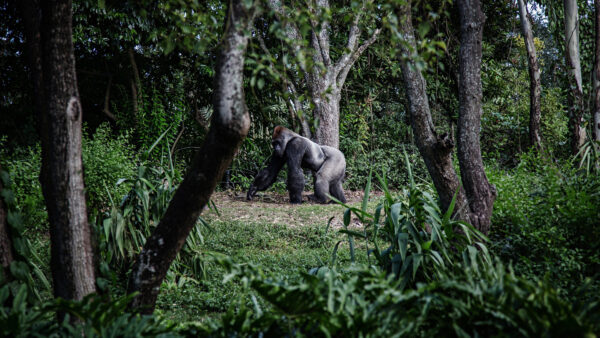 Wallpaper Walking, Trees, Ape, Jungle, Green, Desktop, Surrounded