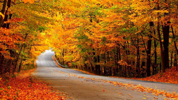 Wallpaper Autumn, Between, Leafed, Trees, Yellow, Green, Forest, Background, Road, Nature, Orange