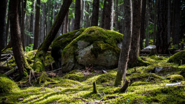 Wallpaper Desktop, Algae, Rocks, Forest, Nature, Trees, Field, Green, Covered, Background, Mobile, Grass