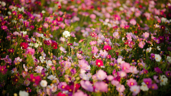 Wallpaper Mobile, White, Field, Purple, Meadow, Blur, Background, Grass, Flowers, Desktop, Pink