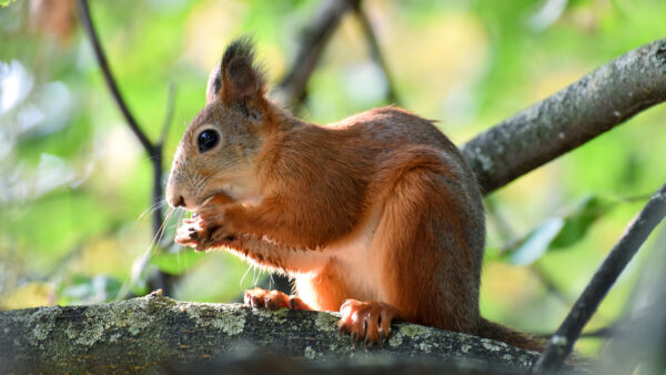 Wallpaper Branch, Standing, Desktop, Eyes, Tree, Squirrel, With, Black, Red