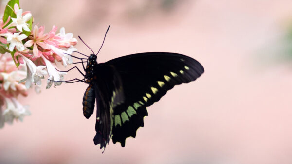 Wallpaper Black, Pink, Flowers, Blur, Butterfly, Background, White
