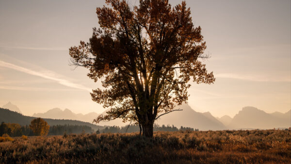 Wallpaper Mountains, Landscape, Nature, View, Sunrays, Tree, And, Background