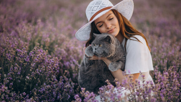 Wallpaper Hat, White, Girl, With, Cat, And, Sitting, Model, Field, Lavender, Wearing, Girls, Dress, Flowers