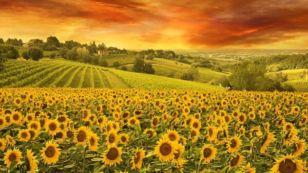 Wallpaper Clouds, Sunflowers, Black, Above, Sky, Sunflower, Yellow, Field