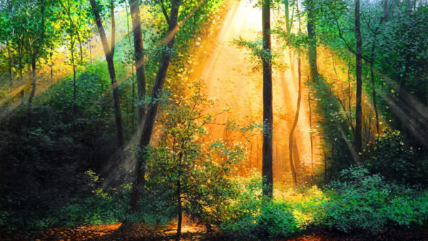 Wallpaper Background, Green, Morning, Forest, Glow, Trees, Sunrise, Sunlight