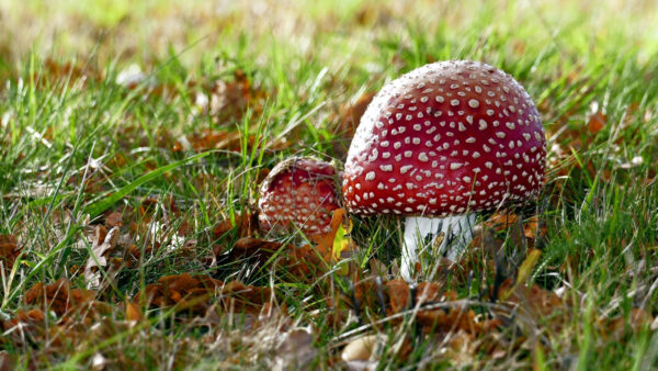 Wallpaper Mushroom, Red, Green, Desktop, Dry, Grass, Leaves, Nature, With