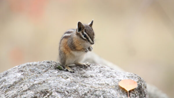 Wallpaper Squirrel, Background, Blur, Standing, Rock