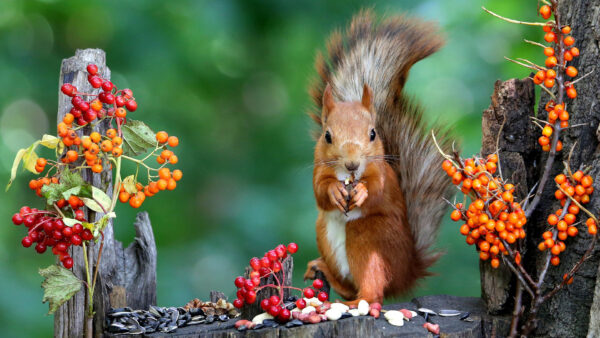 Wallpaper Red, Standing, Background, Eating, Plums, Nuts, Bokeh, Green, Squirrel
