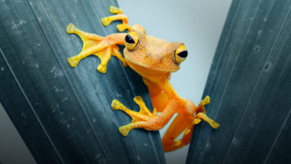 Wallpaper Frog, Yellow, Eyes, Black, Leaves, Between, Amphibian, Sitting