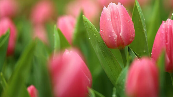 Wallpaper Flowers, Spring, Drops, Green, Leaves, Water, Bokeh, Pink, With, Tulips, Background