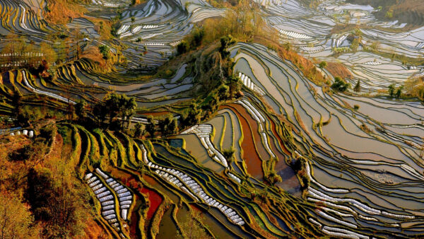 Wallpaper During, View, China, Daytime, Travel, Aerial, Rice, Terrace
