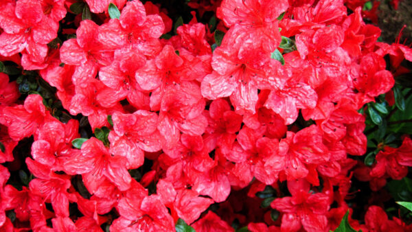Wallpaper Rhododendron, Flowers, Spring, Pink