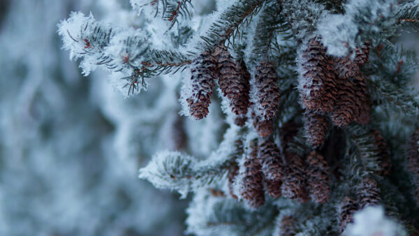 Wallpaper Covered, Nature, Cone, Pine, Snow, Closeup, View, Desktop