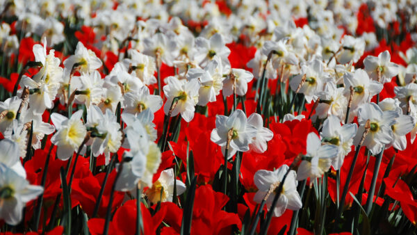 Wallpaper Field, White, Daffodil, Red, Flowers