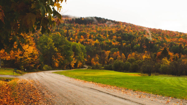 Wallpaper Fog, Between, With, Grass, Road, Autumn, Fall, Yellow, Mountain, Trees, Field, Green