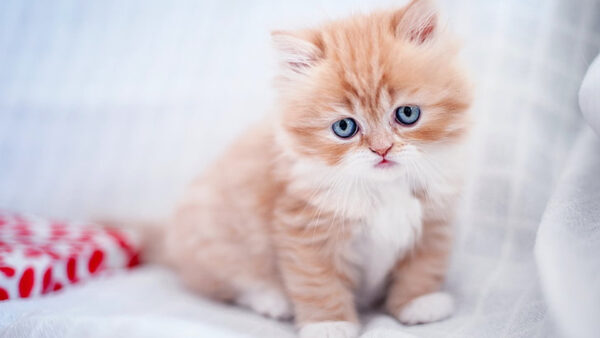 Wallpaper Kitten, Background, Sitting, Cloth, White, Cat, Brown