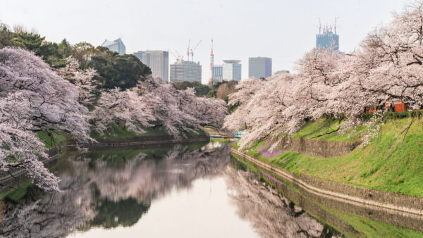 Wallpaper Flowers, Trees, Between, Reflection, Water, Canal, Nature, Desktop, Sakura, Grass, Mobile, Bushes