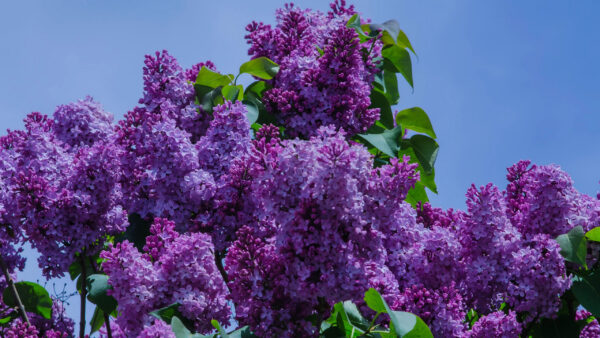 Wallpaper Lilac, Plant, Purple, Background, Blue, Sky, Flowers