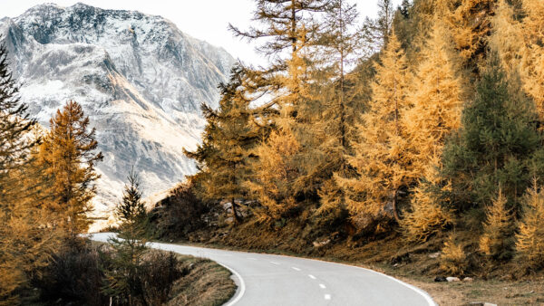 Wallpaper Covered, Trees, Mountain, Road, Between, Nature, Green, Autumn, Turn, Yellow, Background, Snow