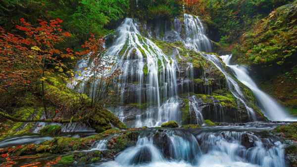 Wallpaper Algae, Between, Green, Covered, Trees, From, Stream, Bushes, Nature, Waterfalls, During, Rocks, Daytime