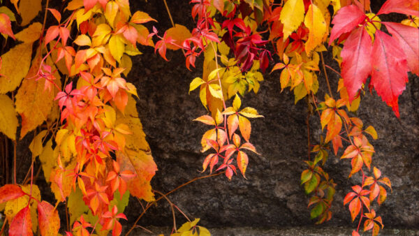 Wallpaper Leaves, Stone, Nature, Lianas, Colorful, Rock, Background