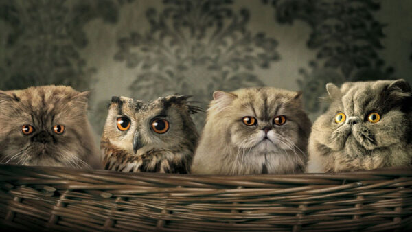 Wallpaper Cats, Gray, Three, Animals, Funny, Basket, Owl, Inside