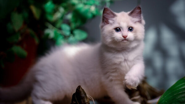 Wallpaper White, Eyes, Standing, Funny, Cat, Blur, One, Background, Blue, Leg