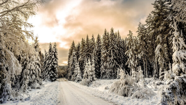 Wallpaper Frozen, Beautiful, Winter, Forest, Scenery, During, Path, Trees, Sunset