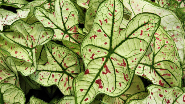 Wallpaper Green, Nature, Leaves, Red, Ear, Elephant, Plant, Caladium