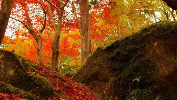 Wallpaper Algae, Forest, Colorful, Rocks, Stones, Trees, Autumn