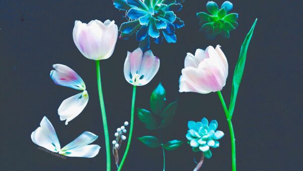 Wallpaper Blue, Background, Black, Leaves, Pink, Flowers, Green, Boho