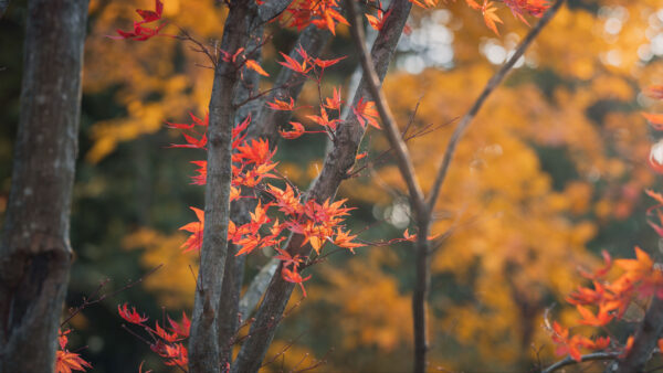 Wallpaper Desktop, Blur, Bokeh, Nature, Red, Mobile, Leaves, Yellow, Branches, Maple, Tree, Background