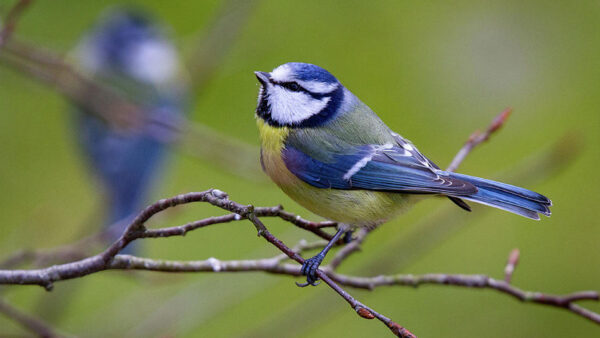 Wallpaper Standing, Branch, Background, Tit, Birds, Green, Blur, Bird, Blue, Eurasian, Tree