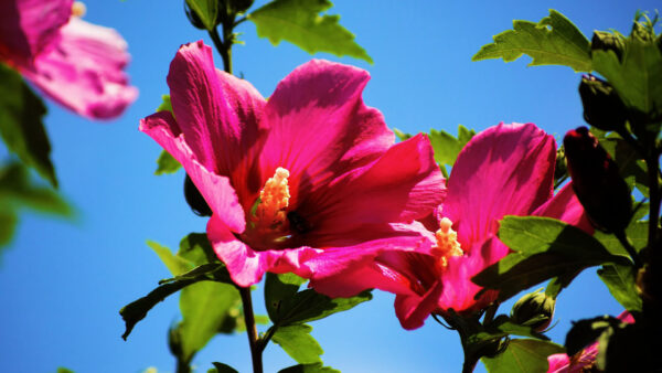 Wallpaper Background, Green, Hollyhocks, With, Blue, Sky, Leaves, Flowers, Pink