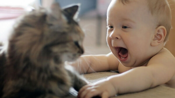 Wallpaper Kitten, Baby, Funny, Expressions, Cat, Face
