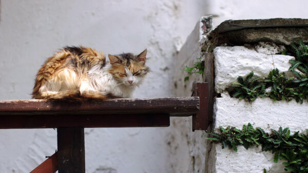 Wallpaper Fence, WALL, Background, Funny, Wood, Cat, Sitting, White, Sleeping