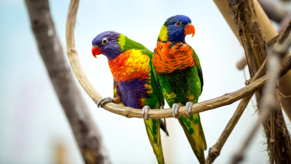 Wallpaper Parrot, Pair