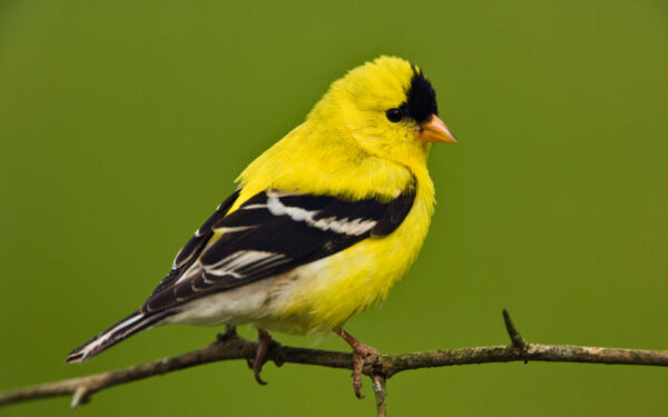 Wallpaper Goldfinch, American